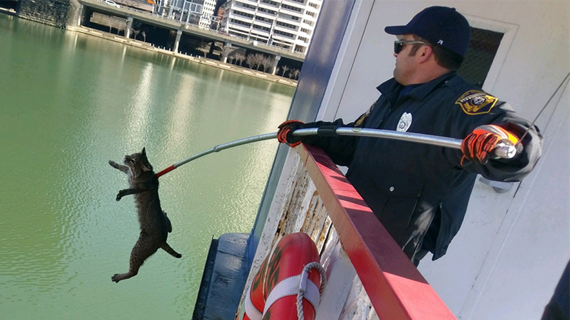 The bobcat tried to escape the boat after being found, but animal control officers were able to bring it to safety.