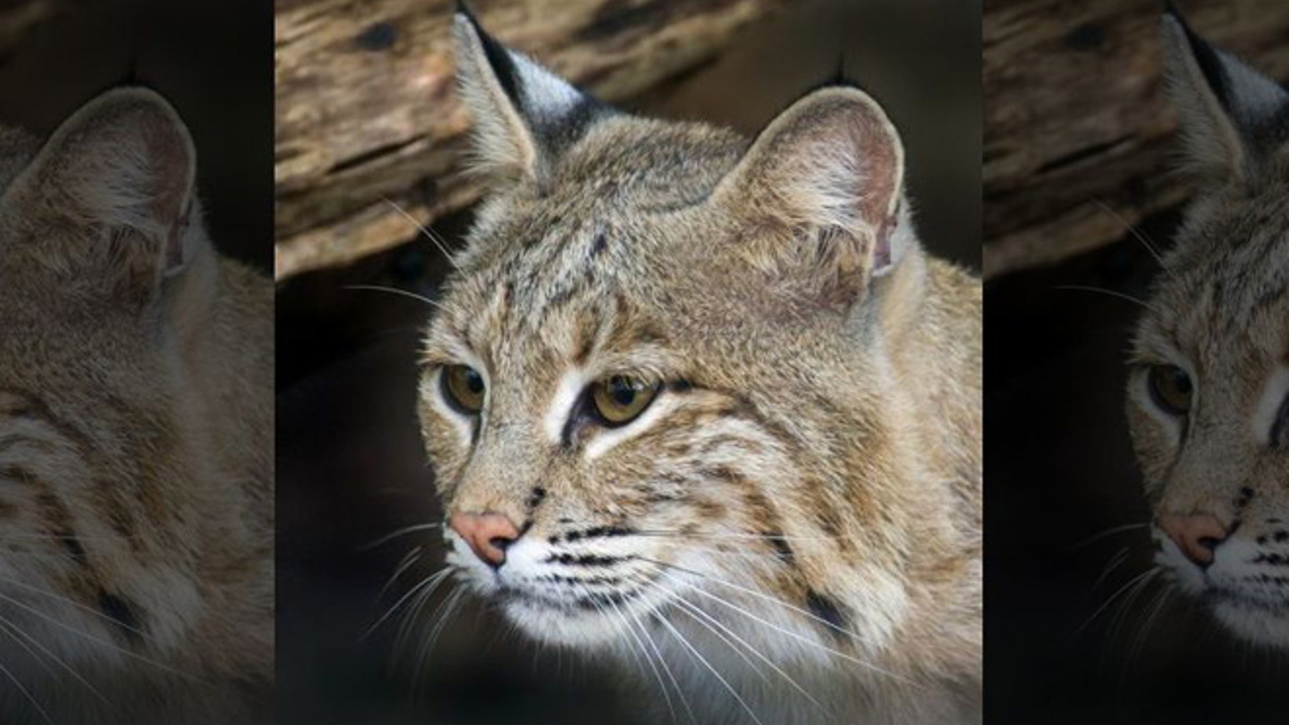 Bobcats are not known to be aggressive to humans, according to experts.