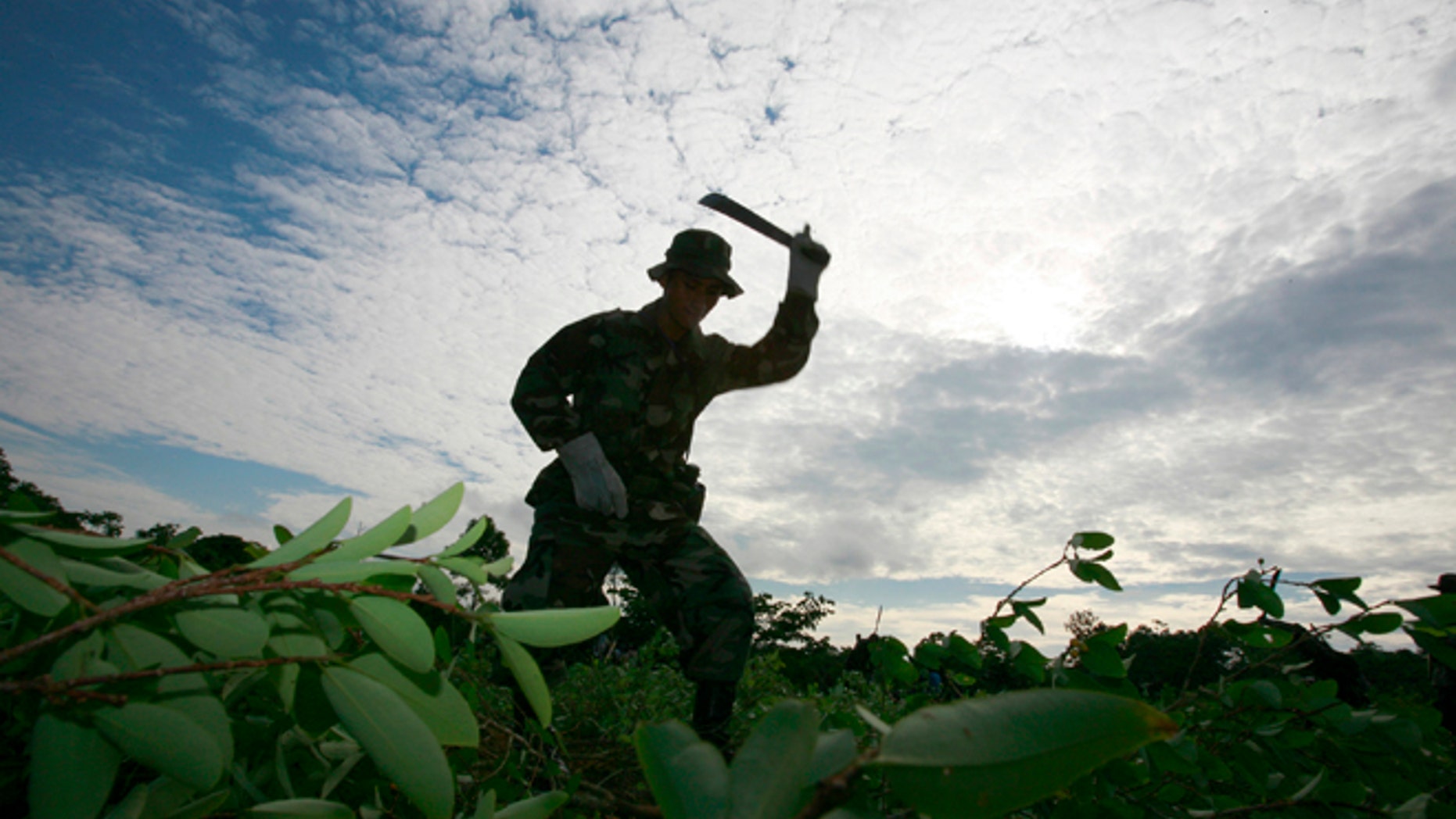 A member of Bolivian combined forces from the police and army chops down illegal coca plants near Chimore, some 373 miles southeast of La Paz.
