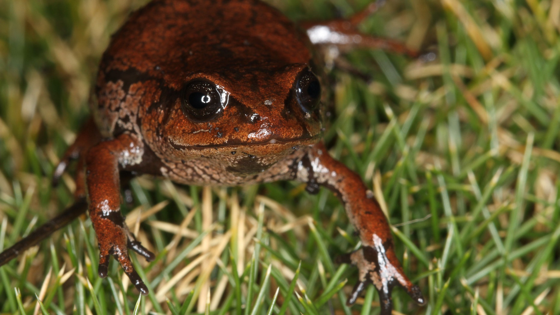 A newly-discovered frog species from the Psychrophrynella genus, found in Madidi National Park. (Photo credit: Robert Wallace-WCS)