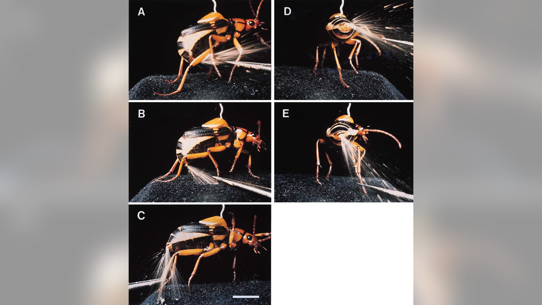 File photo: In 1999, scientists released these photographs of a Bombardier beetle spraying a boiling hot, toxic fluid from the tip of its abdomen. The bombardier beetle of Africa, has evolved the useful defense "as a means for 'buying time' when under attack," according to researchers. (Credit: Reuters)