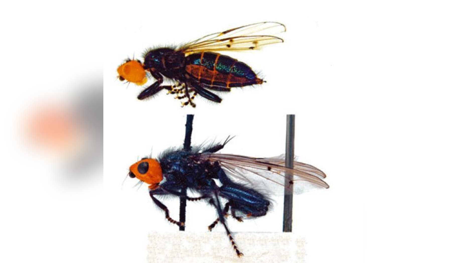 A species of bone-skipper, Thyreophora cynophila, which was first discovered in Mannheim, Germany, in 1798. They had been thought to be extinct for about 160 years before being found again in Spain in 2010. Top: female fly. Bottom: male.