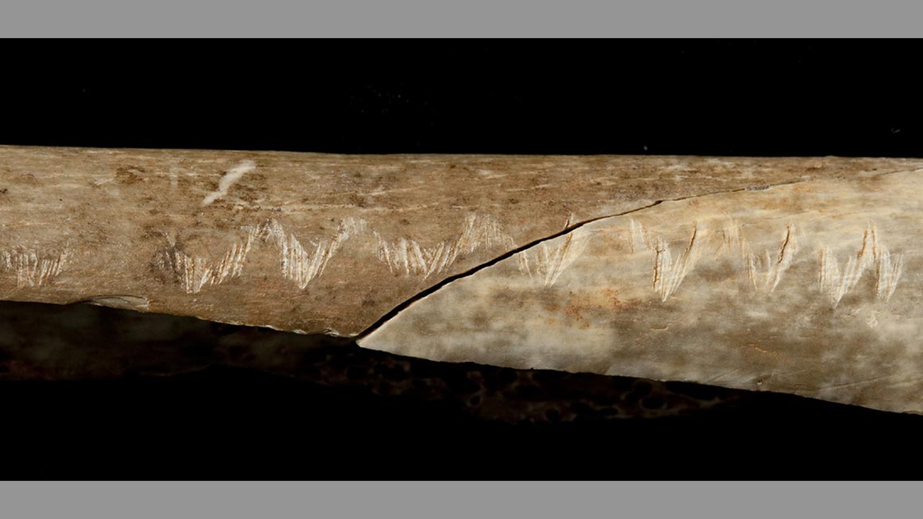 The engraved forearm bone discovered at Gough's Cave (Trustees of the Natural History Museum, London 2017)