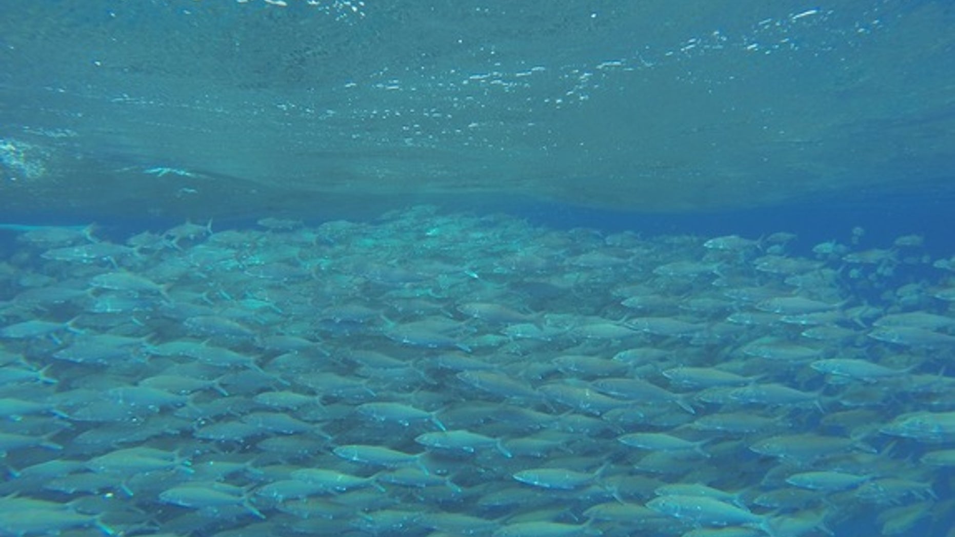 Bonefish gather by the thousands to spawn in the Bahamas.