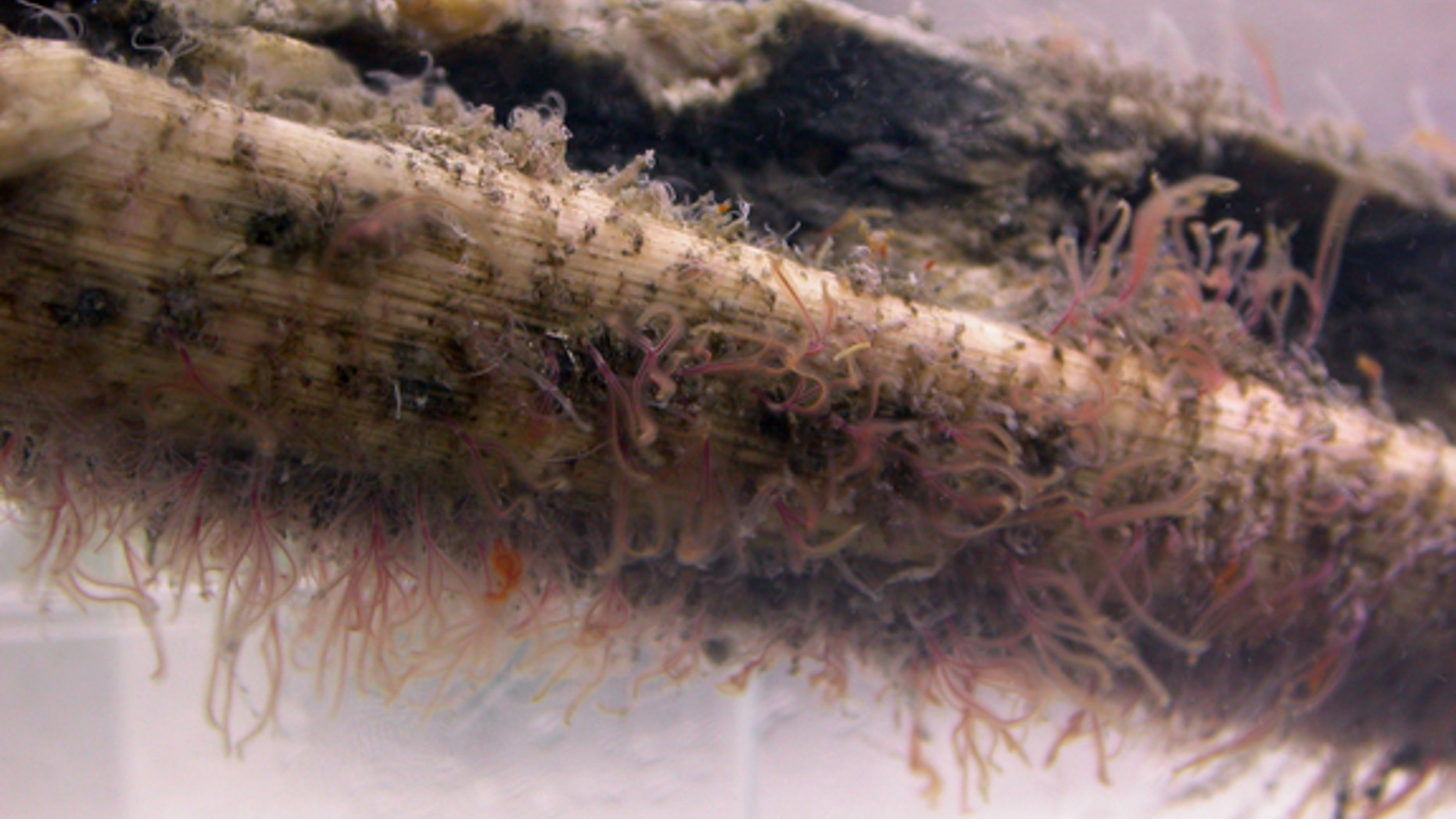 Modern bone-eating Osedax worms.