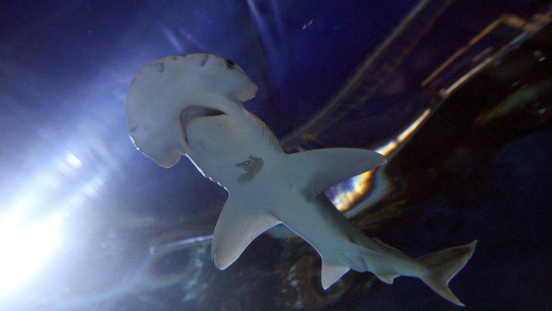 File photo - a Bonnethead shark at Chessington World of Adventures, Surrey, U.K. (Photo by Steve Parsons/PA Images via Getty Images)