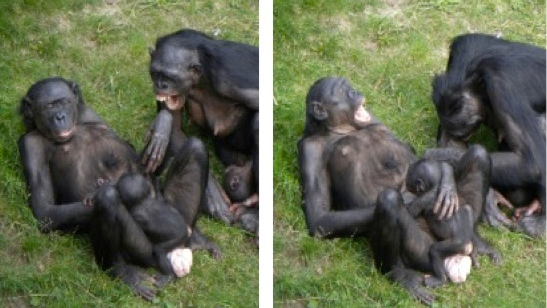 Бонобо бонды