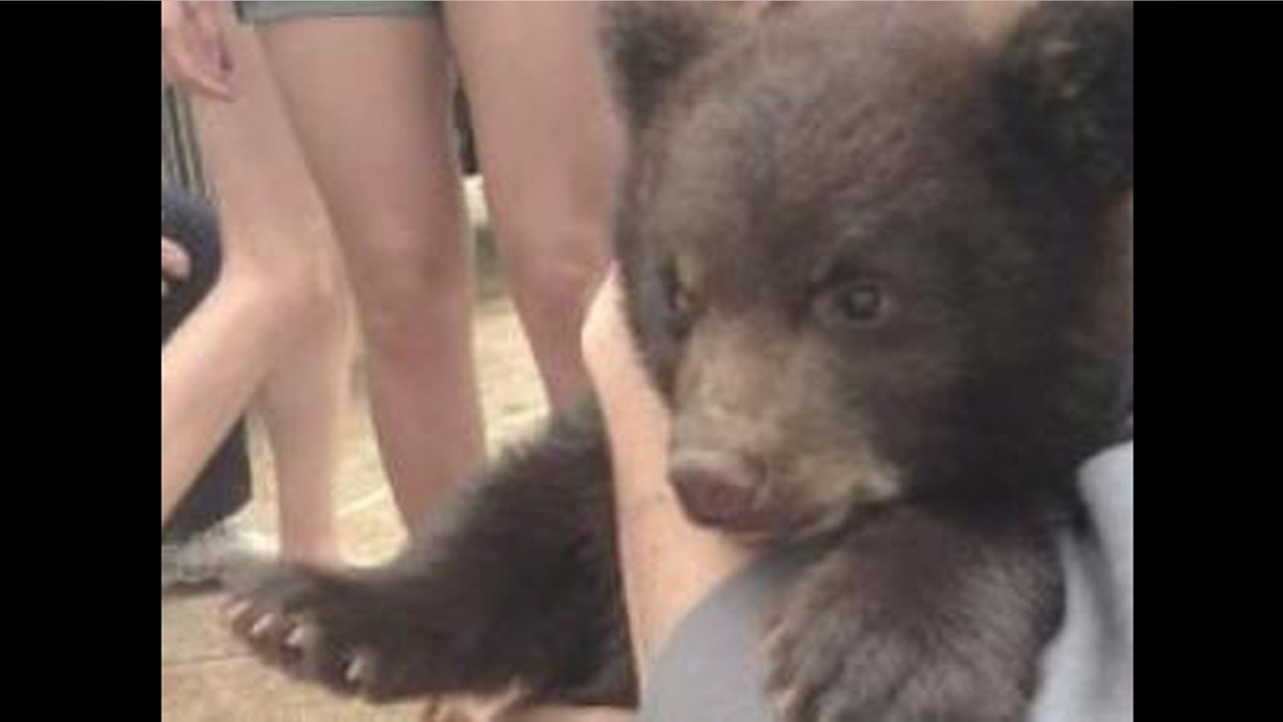 Boo Boo the bear cub, shown here, is now living at the St. Louis zoo.