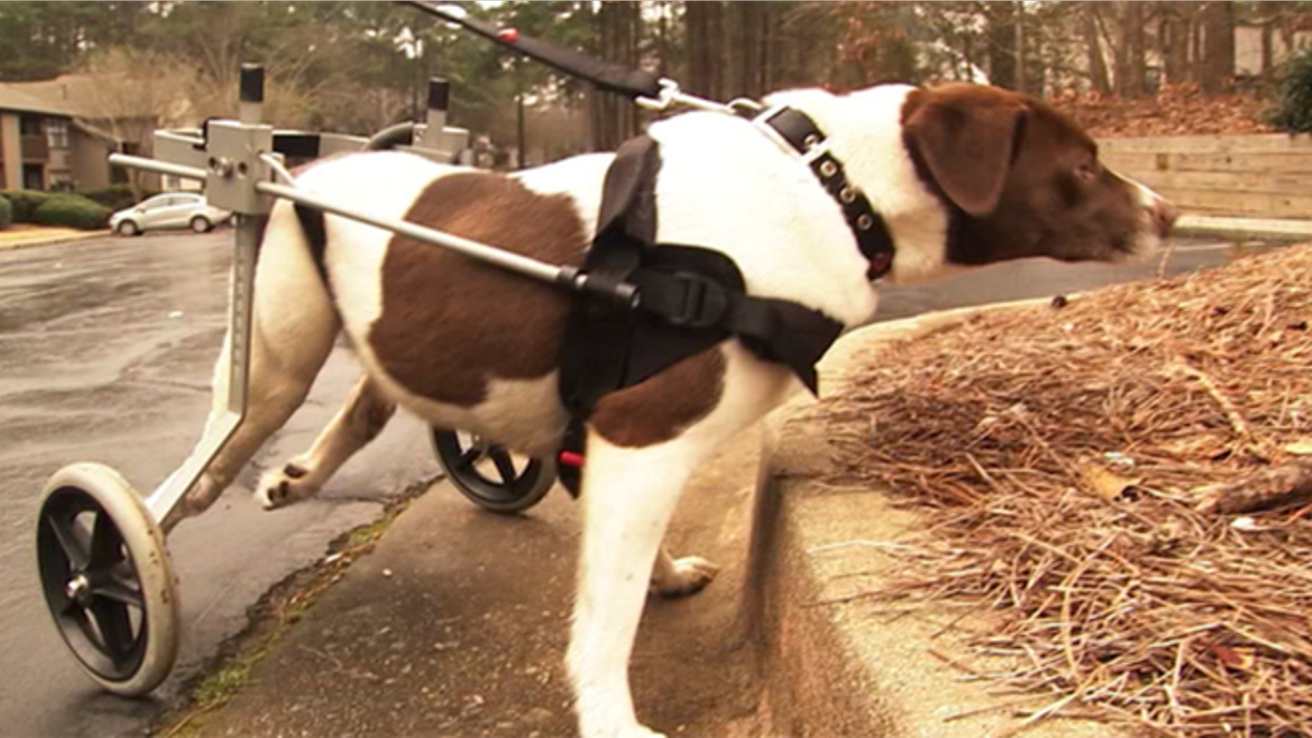 Bookie was fitted with a wheelchair by a local animal shelter.