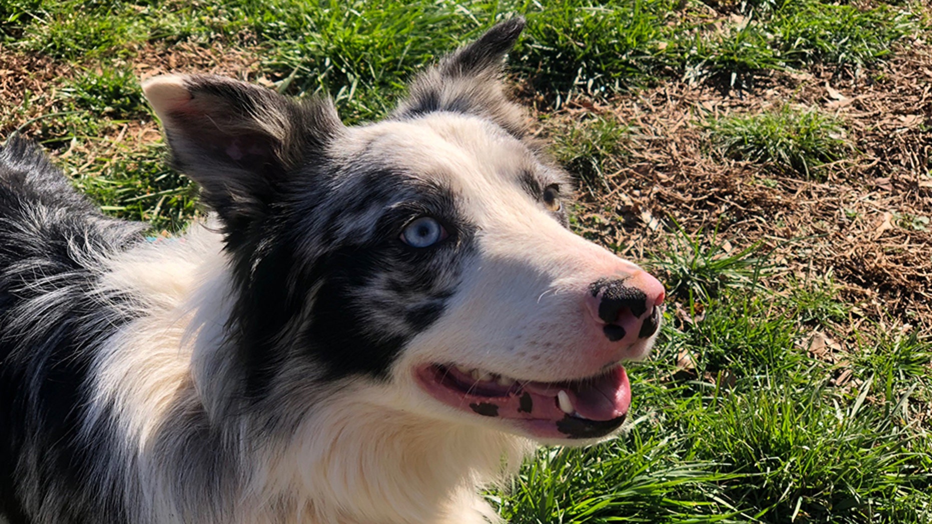Yeager Airport has purchased a border collie named Hercules to help protect public safety.