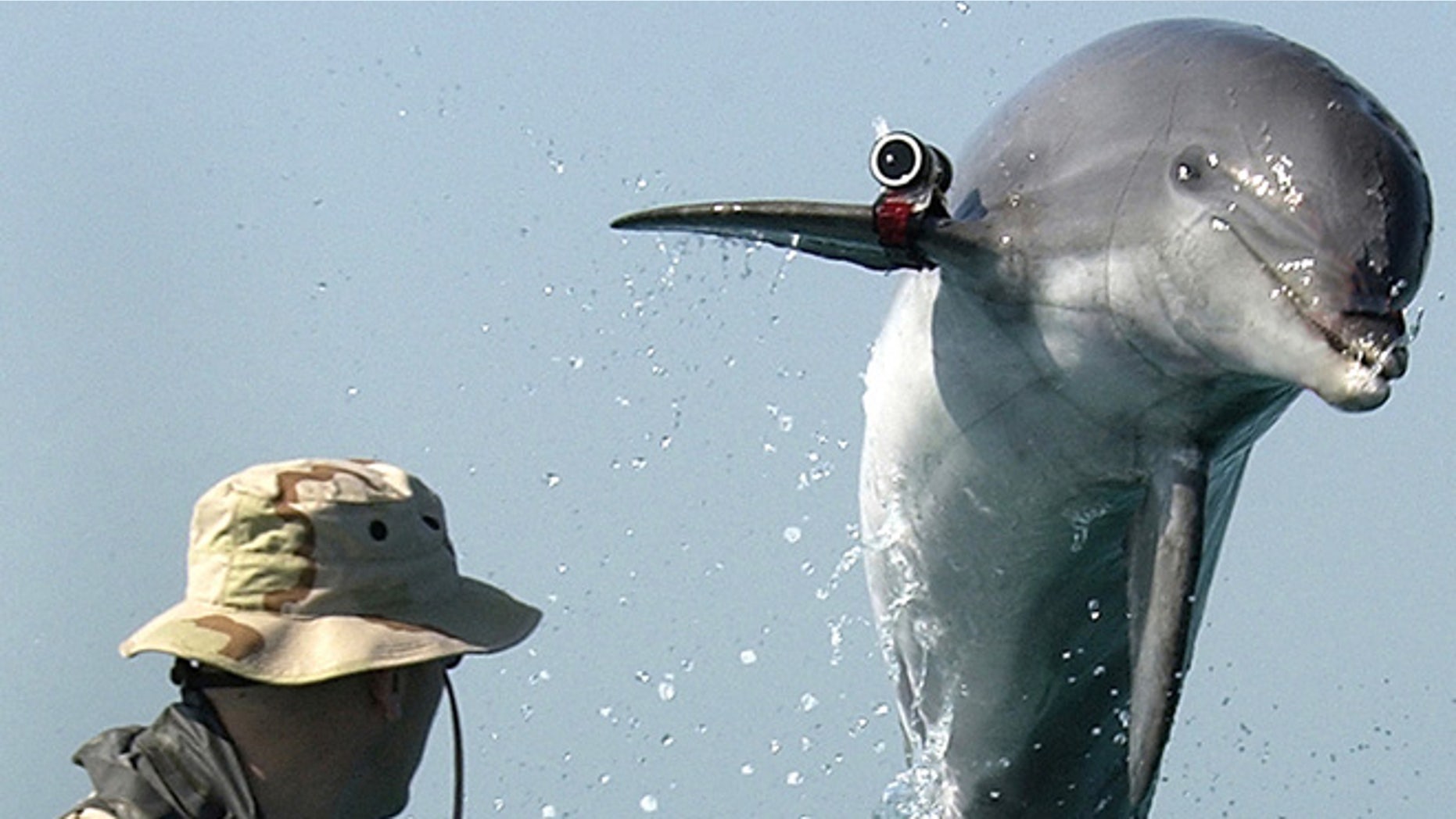 Mar. 18, 2003: A bottle nose dolphin trained by the U.S. Navy to detect mines leaps out of the water in front Sgt. Andrew Garrett while training near the USS Gunston Hall (LSD 44) in the Arabian Gulf. Attached to the dolphin's pectoral fin is a "pinger" that allows the handler to keep track of the dolphin when out of sight.