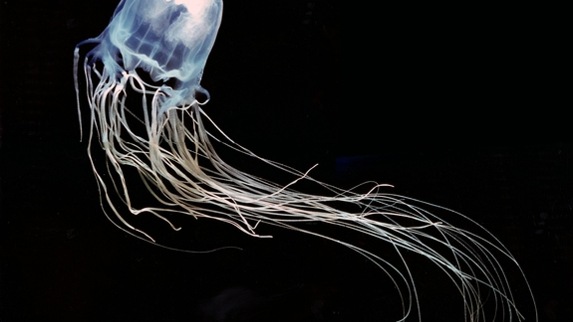 The lethal sting of the box jellyfish could one day be treated with a zinc compound, new research suggests