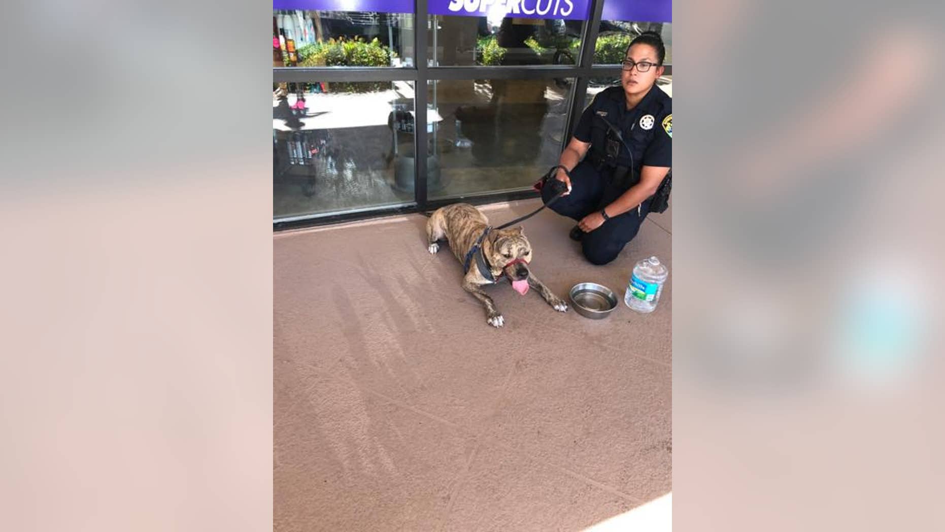 Police officers in Boynton, Fla., rescued a pit bull locked inside an unattended vehicle.