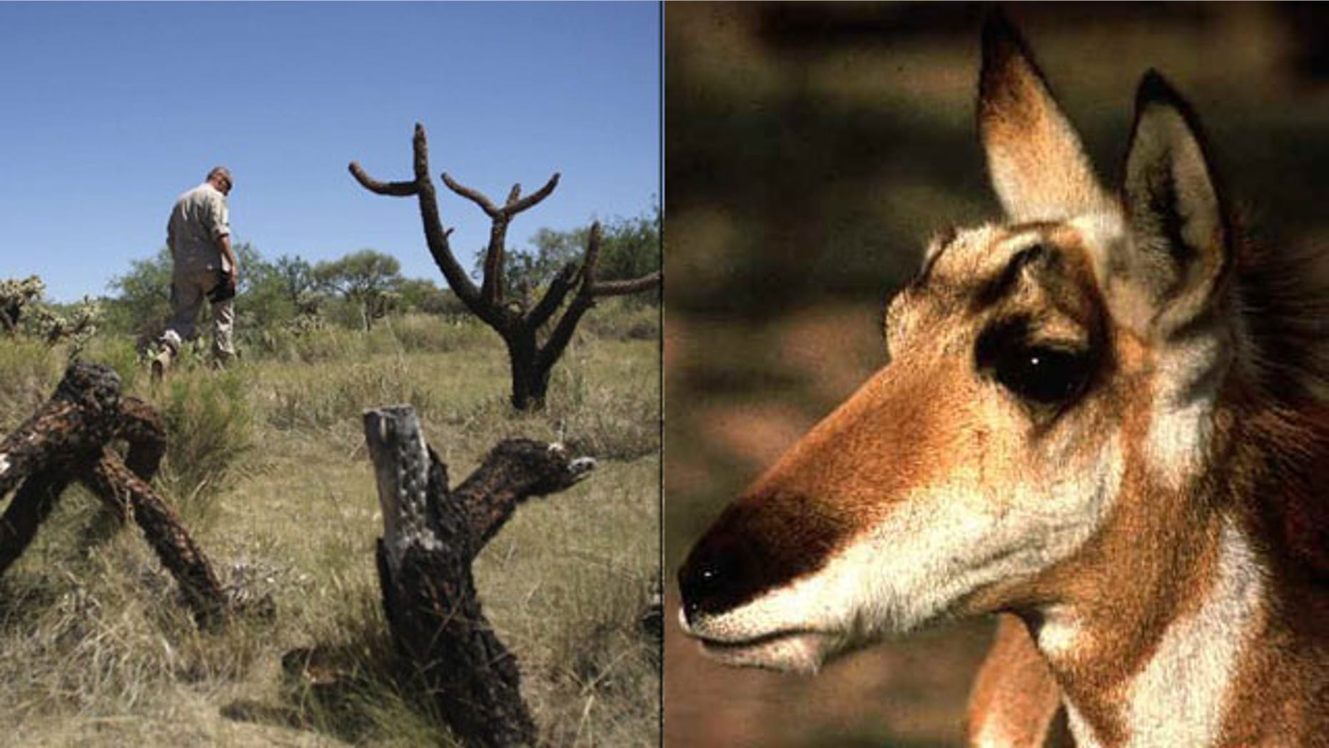 Shown here is a Border Patrol agent along the Arizona border in 2009, left, and a Sonoran Pronghorn. (Reuters/Fish and Wildlife)
