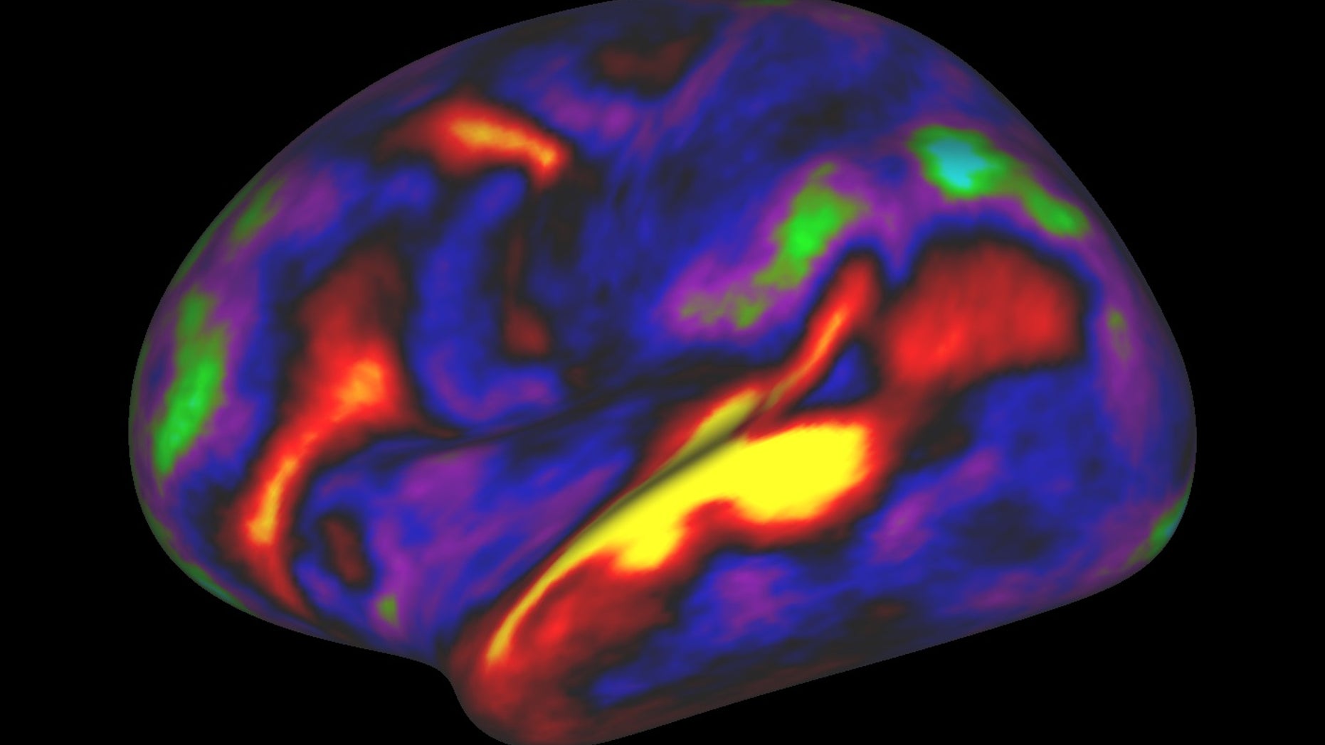 The image shows the pattern of brain activation (red, yellow) and deactivation (blue, green) in the left hemisphere when listening to stories while in the MRI scanner. These results were obtained by the Human Connectome P