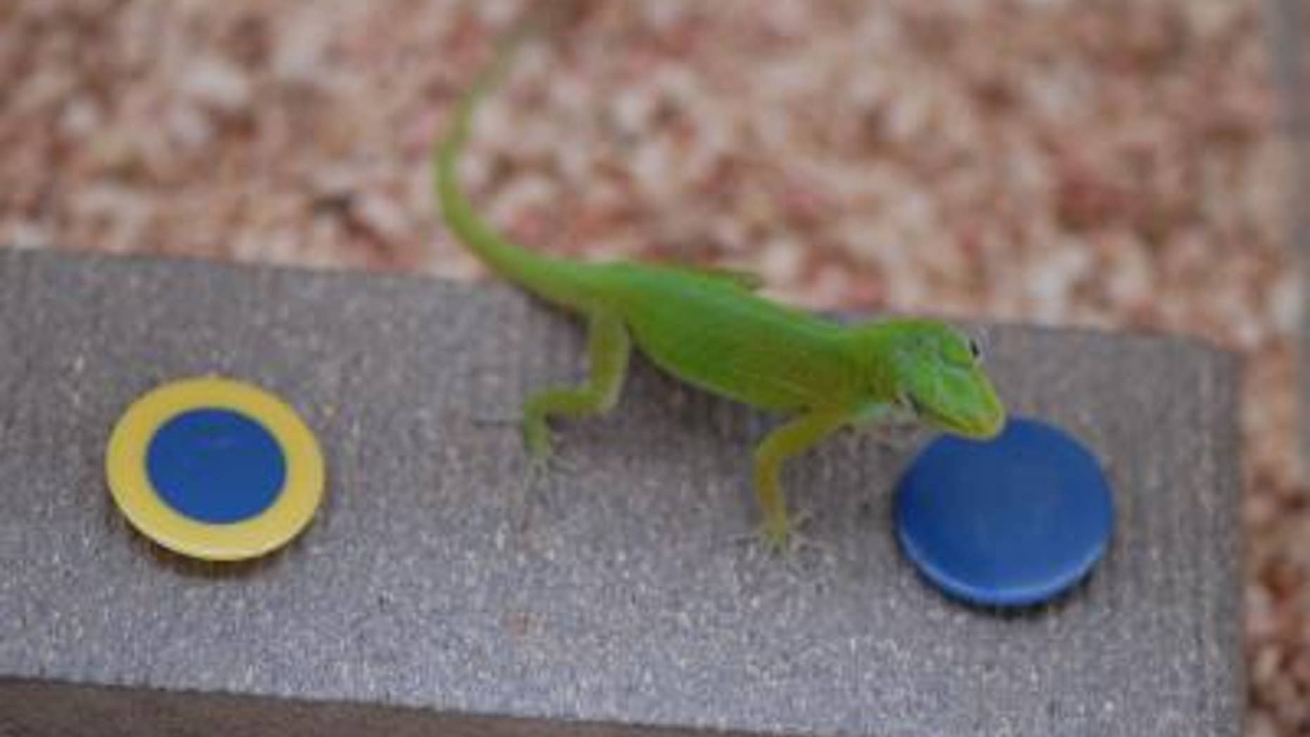 Puerto Rican anoles were tested on a food-finding apparatus normally used on birds. The lizards showed they could solve a novel problem, remember solutions and "unlearn" incorrect approaches.