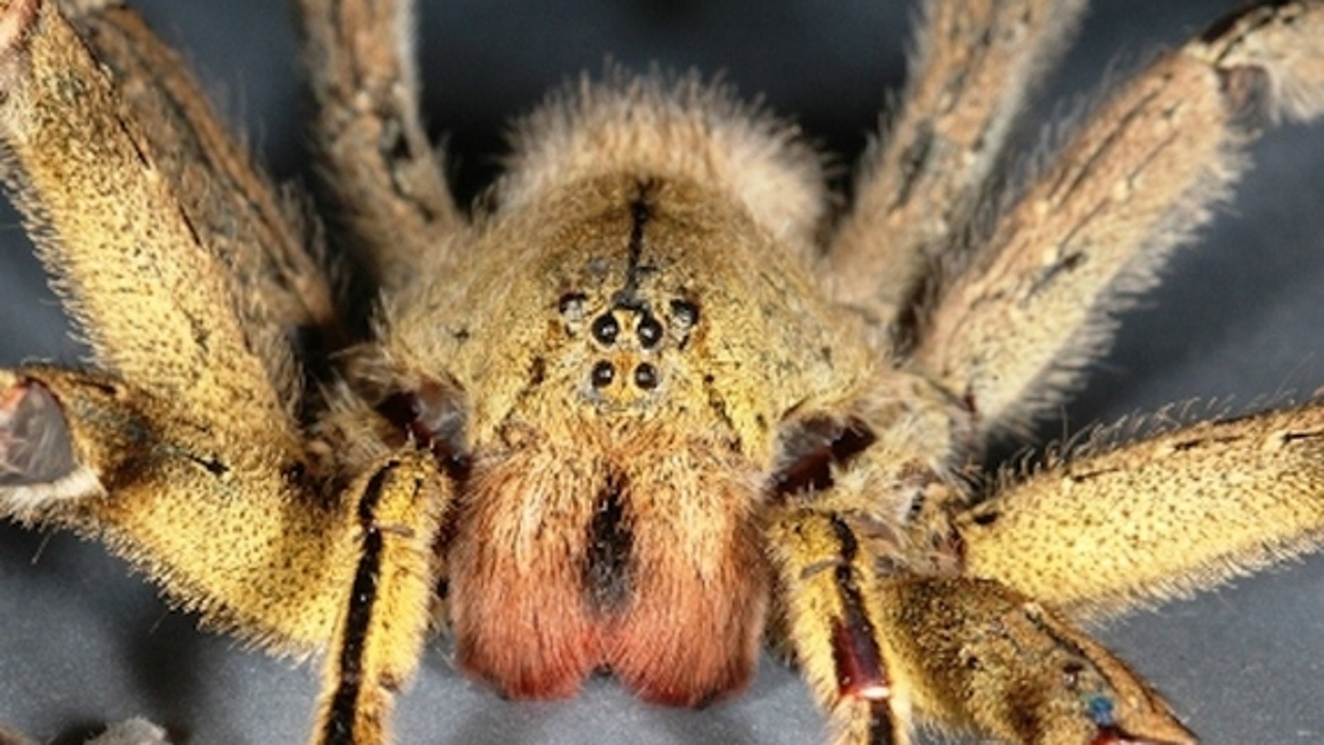 brazilian wandering spider species