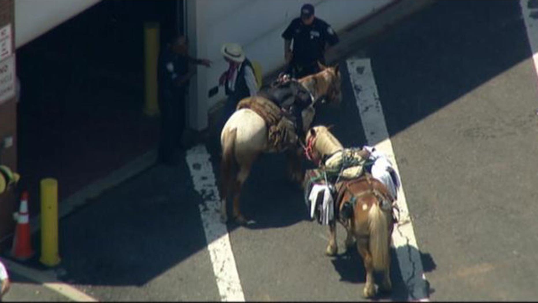 Police stopped the man dressed as a cowboy after he and his horses crossed the bridge.