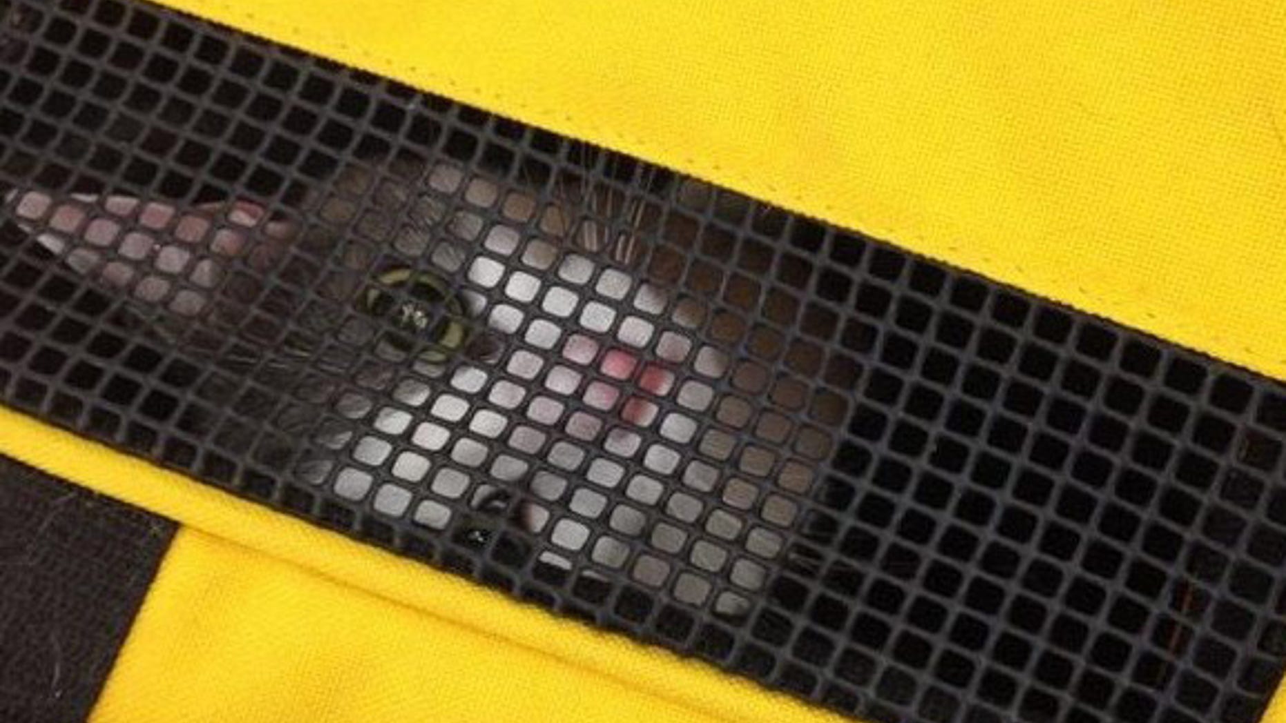 brittneys-cat