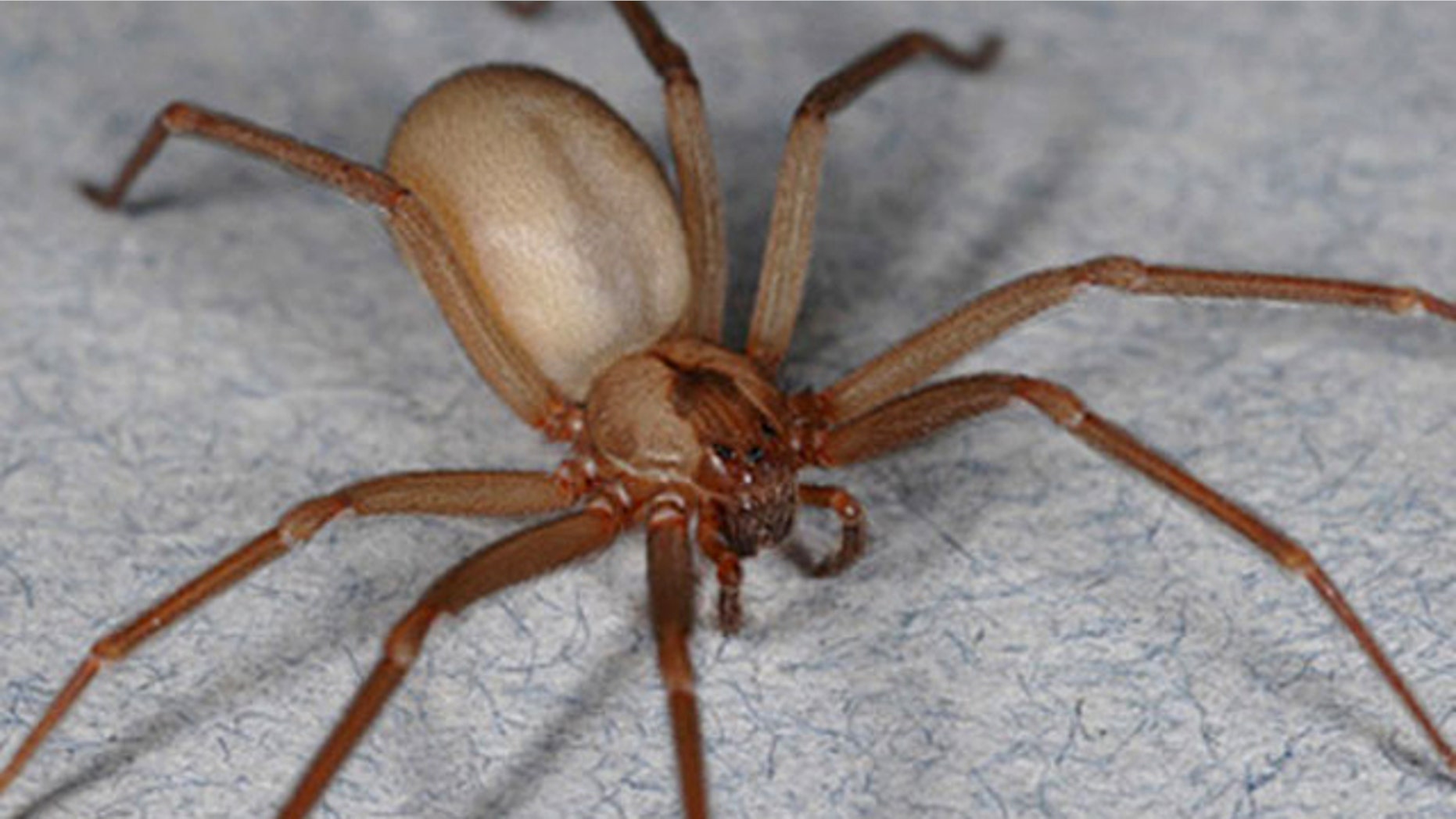 Brown recluse spiders exist within a smaller range than many realize, and their existence may be threatened by climate change.