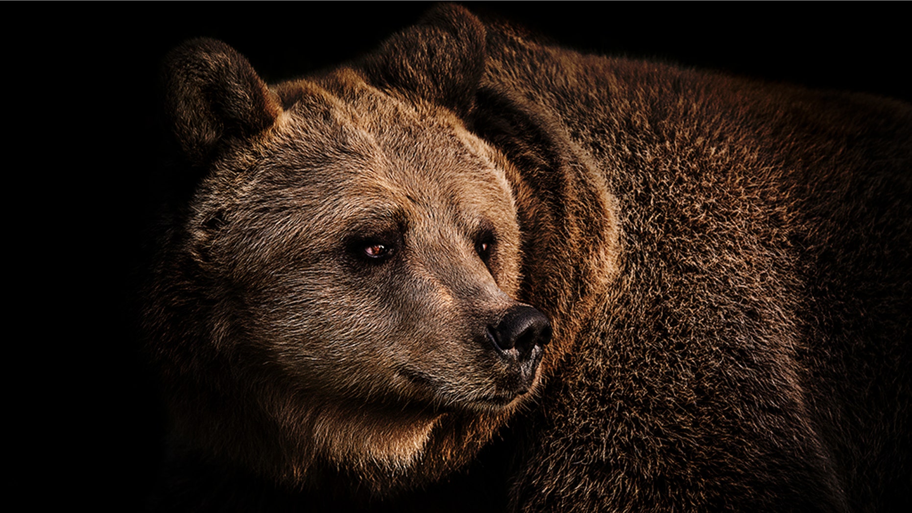 The North Carolina woman claims her dog Pickles died after warding off a bear that broke into her family's home.
