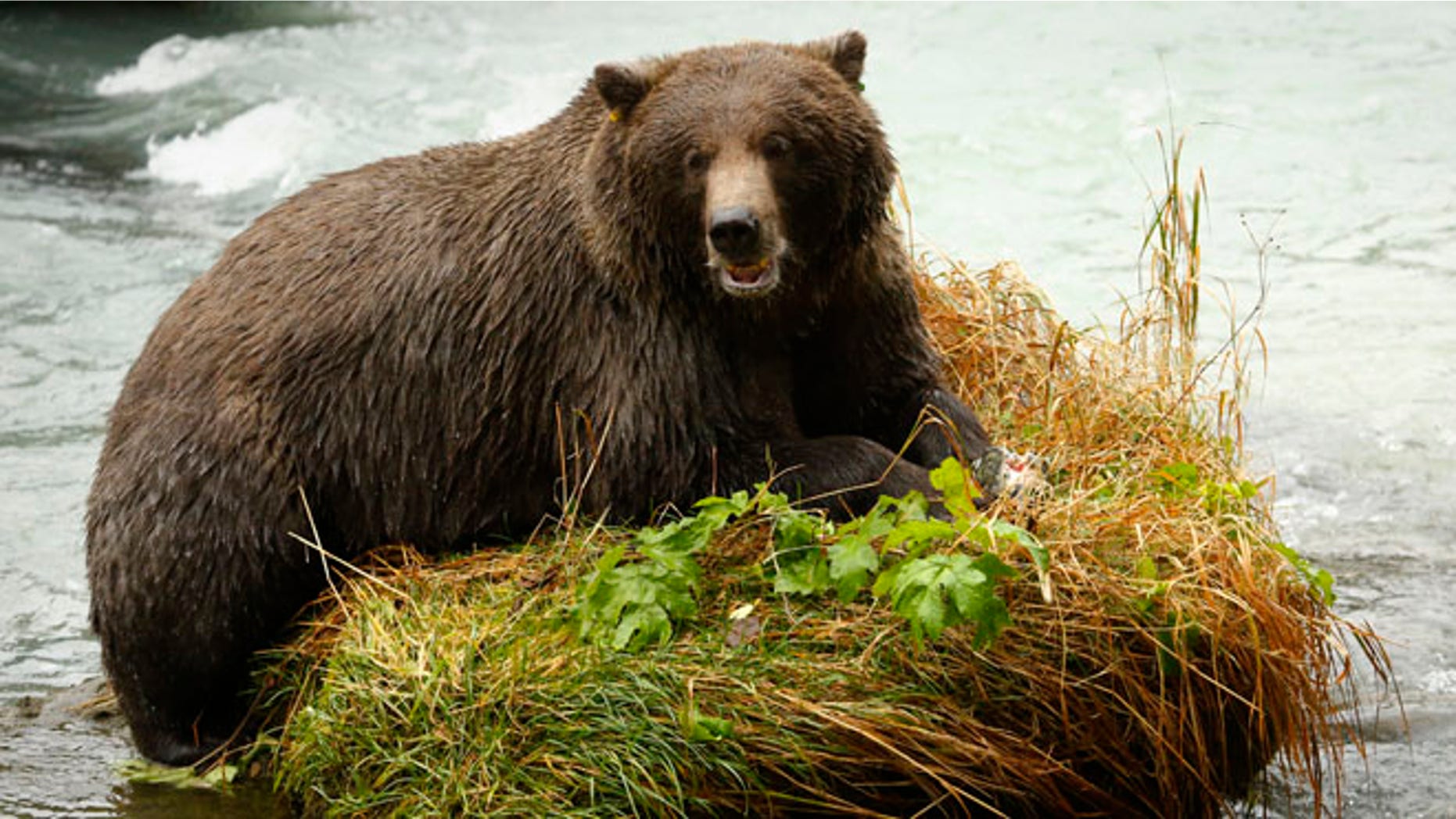 FILE: A coastal brown bear eats a salmon in the Chilkoot River near Haines, Alaska.