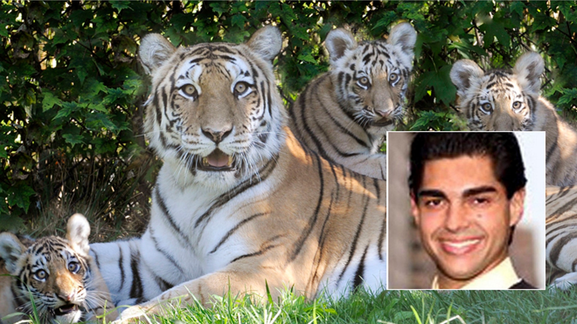 Katharina, an Amur tiger, and her three new cubs recline in the shade at the Bronx Zoos Tiger Mountain exhibit in New York. David Villalobos told police the reason he jumped into the tiger's den was to be 'one with the tiger.'