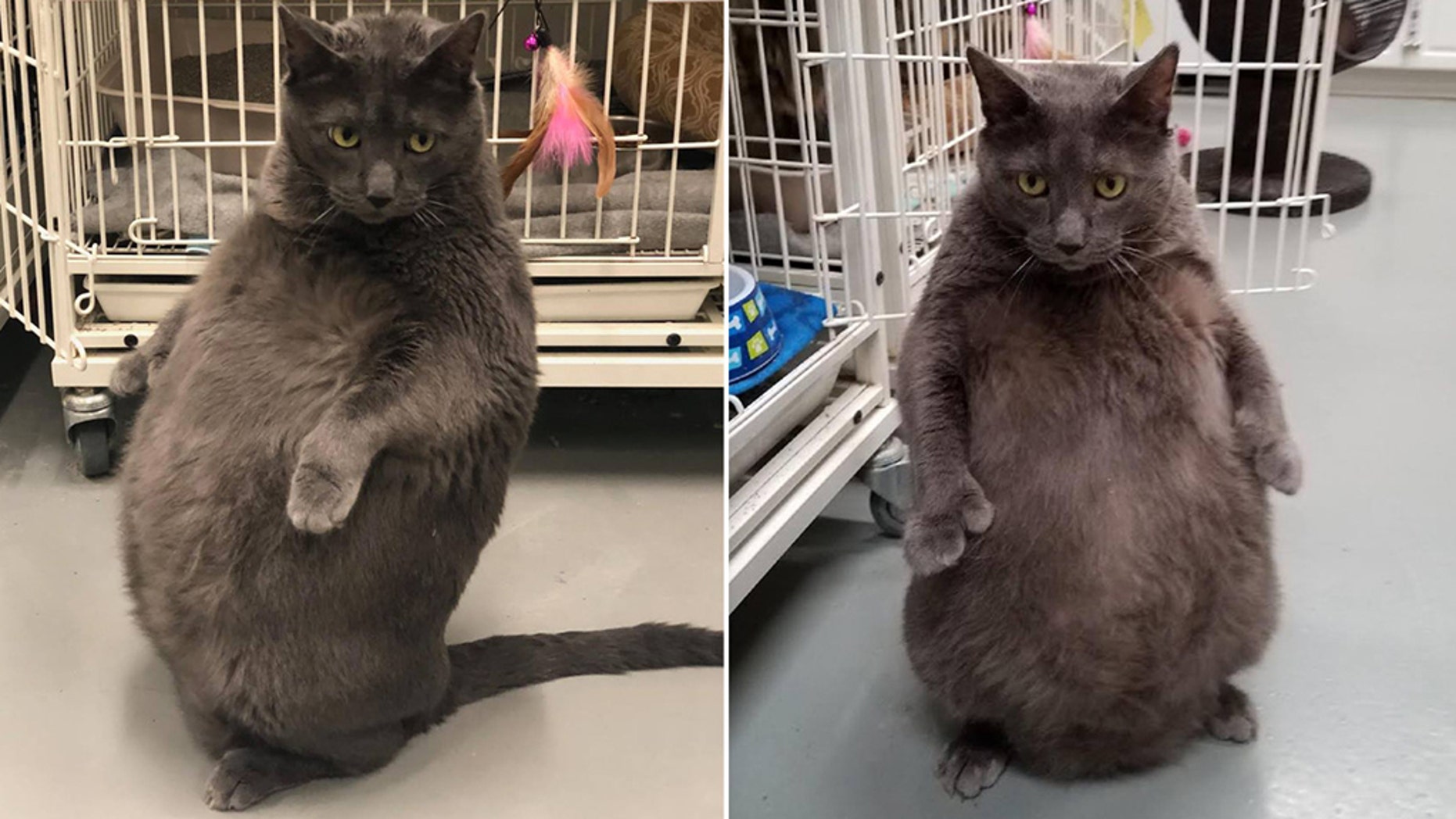 Fat Cat Who Sits On Hind Legs Seeks Adoption In Viral Social Media Post