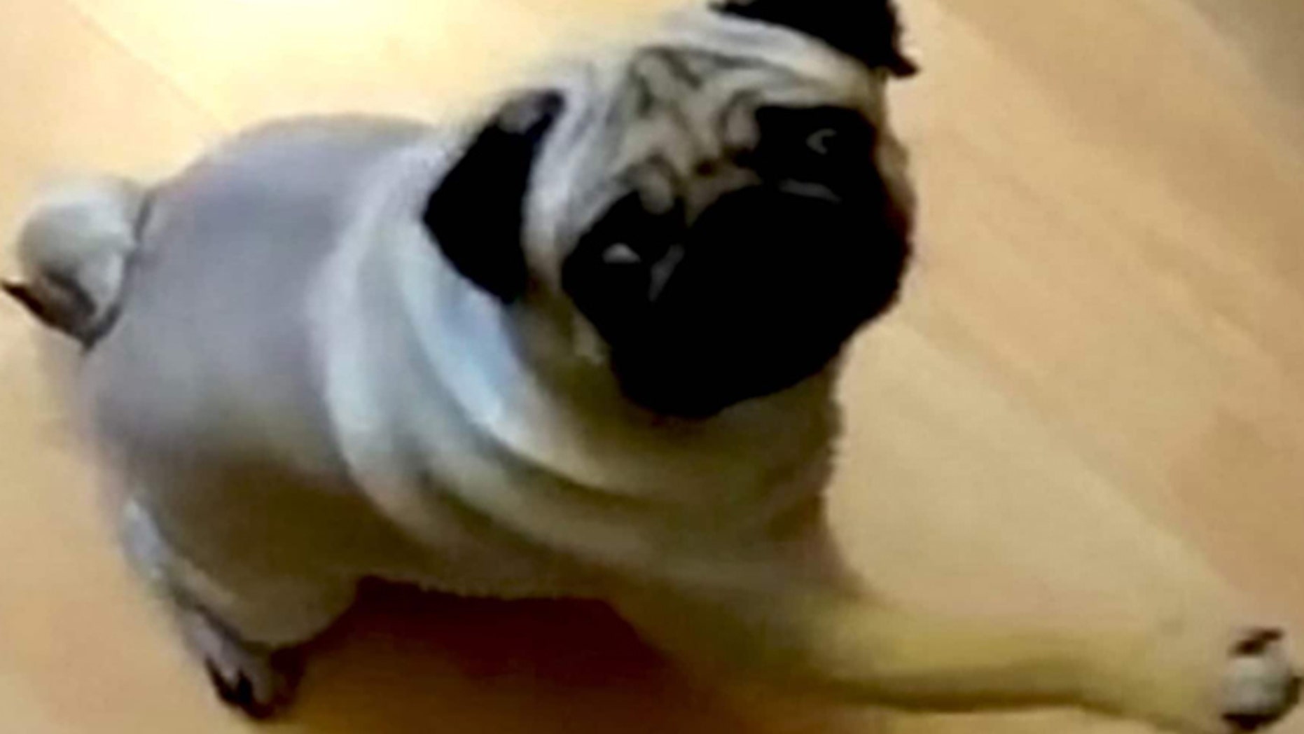 A man is on trial after he recorded a video showing his dog appearing to give a Nazi salute.