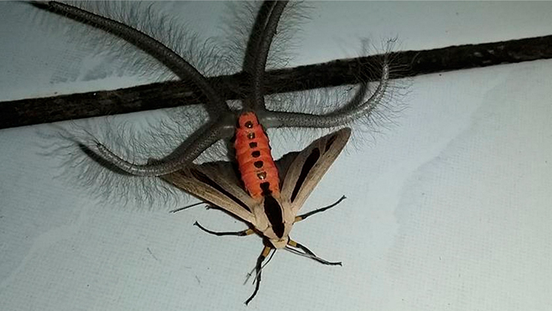 A Creatonotos gangis moth, a species of arctiine moth found in southeast Asia and Australia. (Credit: Gandik, Facebook)