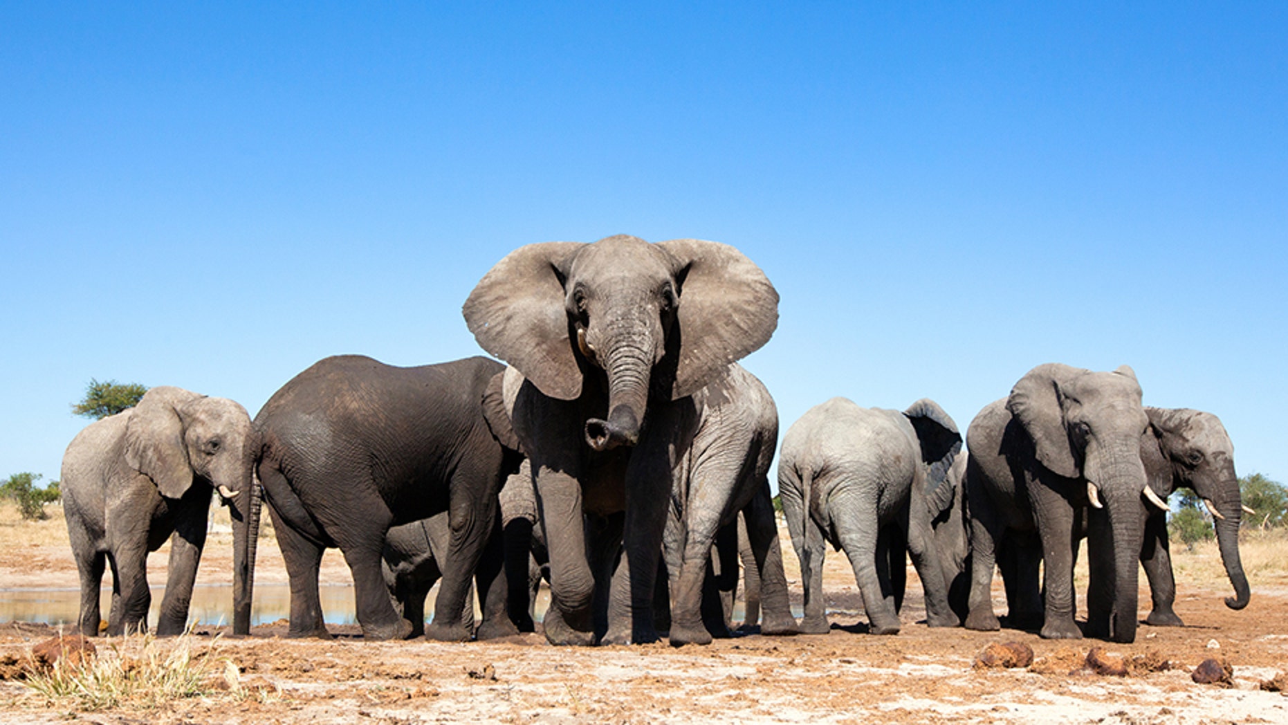 Elephants at a waterhole