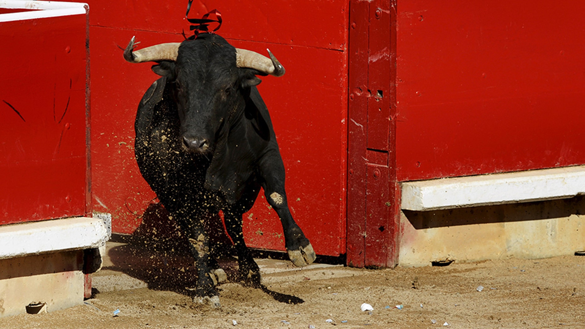 A bull charges into the ring during a bullfight at the San Fermin festival in Pamplona in 2015. This weekend in Mexico, a bullfighter was gored in a scrotum after being caught off guard in the ring.