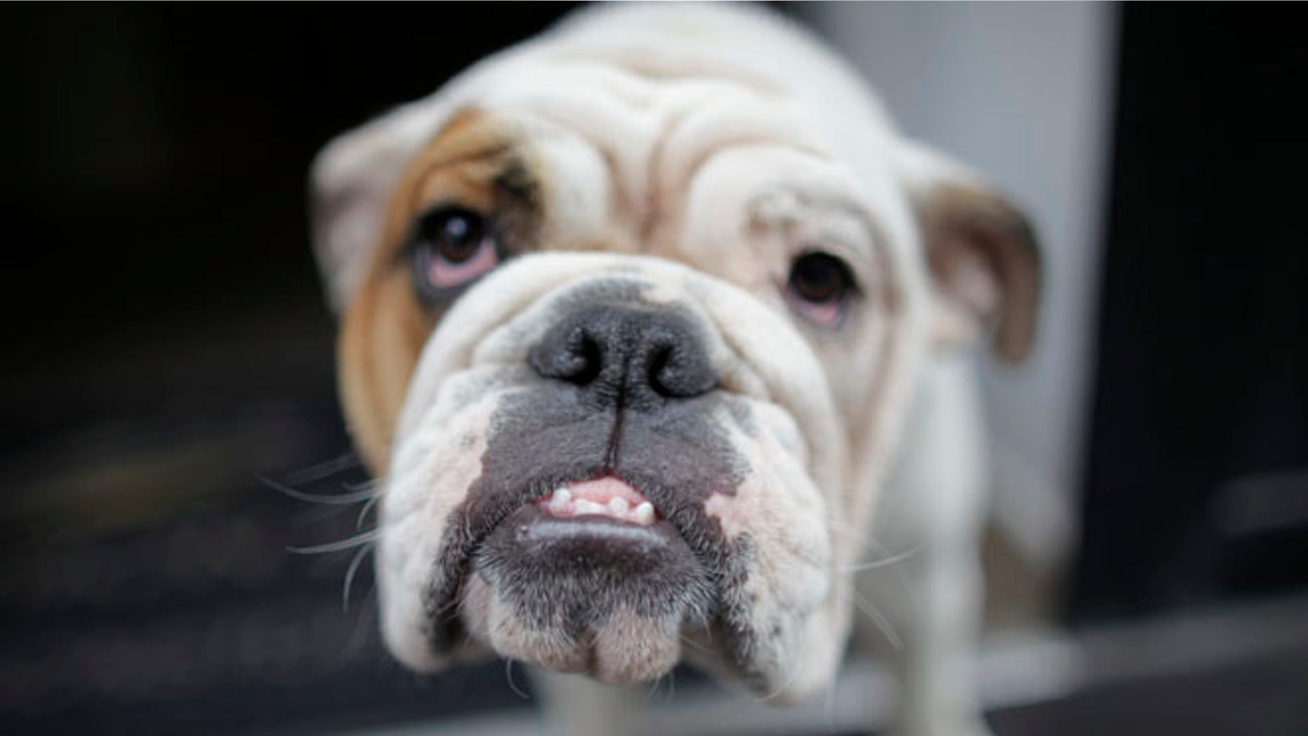 Aug. 9, 2009: An English Bulldog sits in a shopfront in Paris. (Reuters)