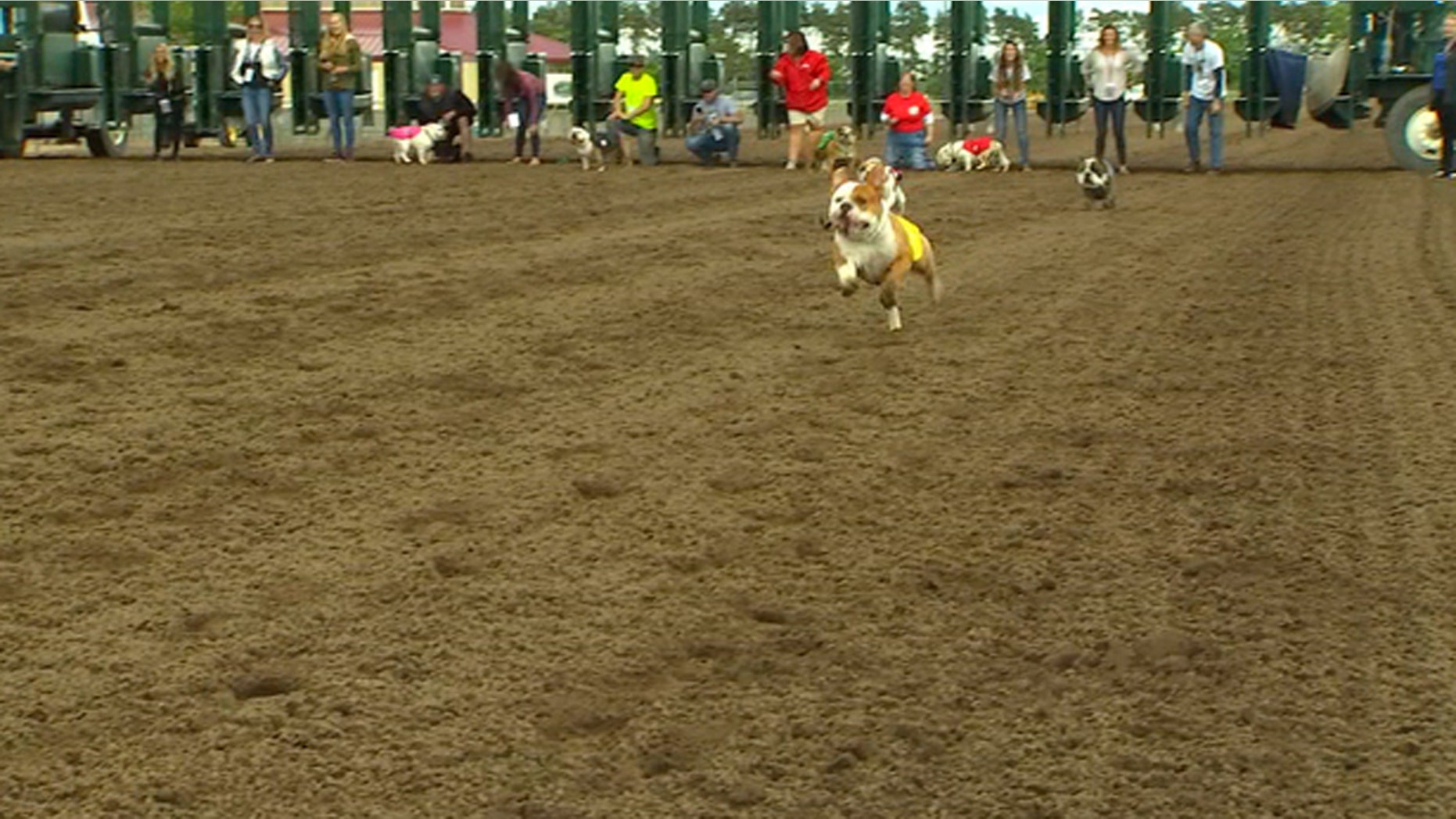 Pamplona, Spain, may have the Running of the Bulls, but a Twin Cities race track has its own popular tradition.