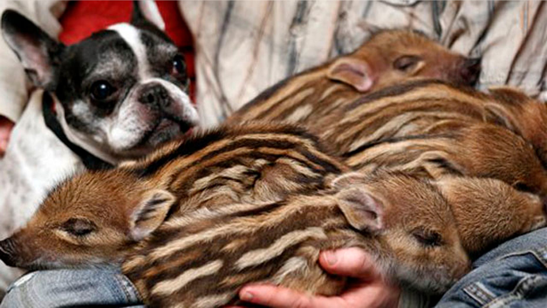 Feb. 15, 2012: French bulldog named Baby, left, attends the feeding of wild boar piglets at the Lehnitz animal sanctuary outside Berlin, Germany.