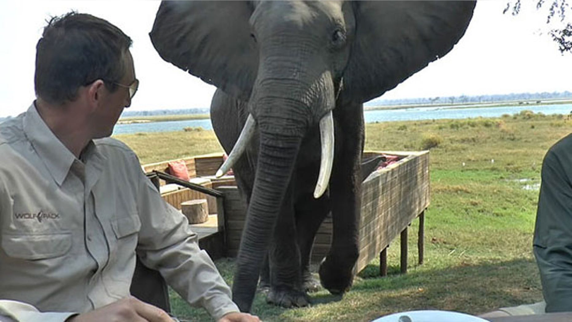 Video shows the elephant approaching the table, flapping its ears, which the animals use to scare off potential threats.