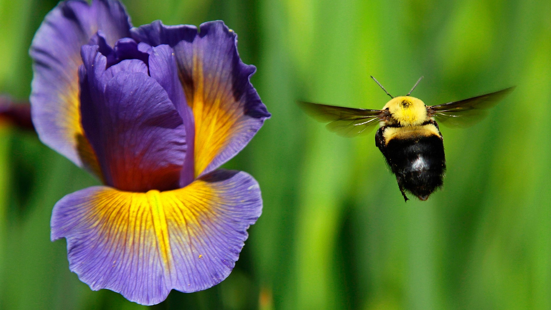 A bumble bee flies toward a flower Tuesday, May 15, 2012 in Springfield, Ill. (AP Photo/Seth Perlman)