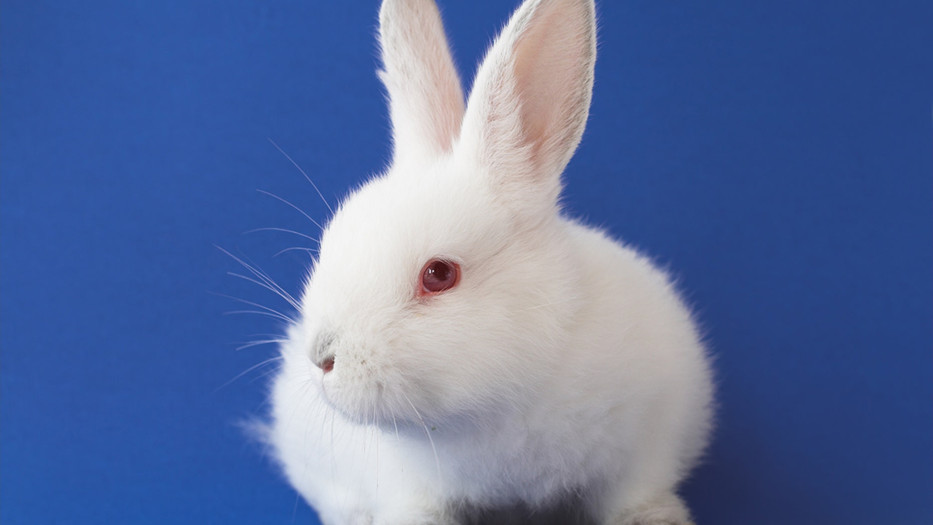 Apparently this bunny knows how to get around.
