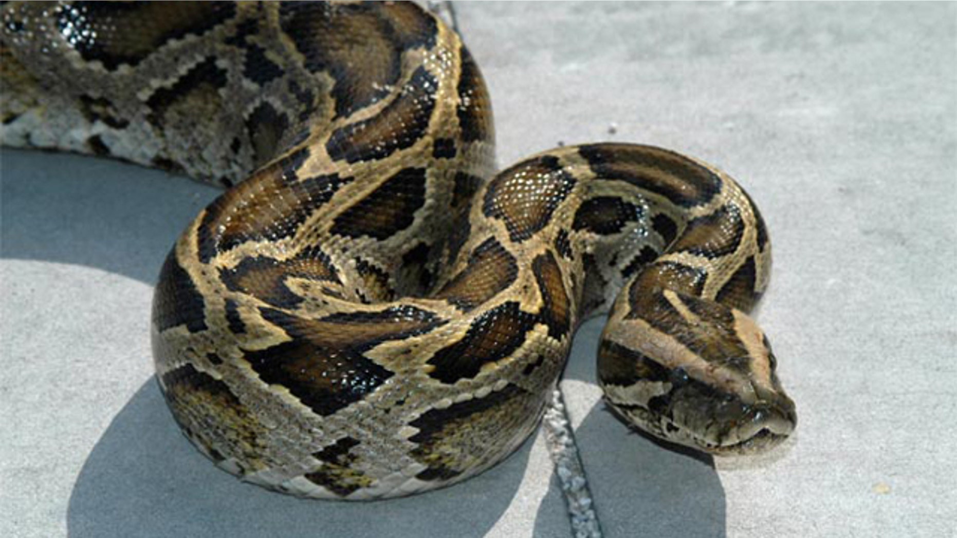 Burmese pythons, one of the largest snake species on Earth, are breeding in the Everglades National Park and spreading rapidly. Nearly 1,000 pythons have been removed from the park and surrounding areas since 2002, according to the National Park Service.