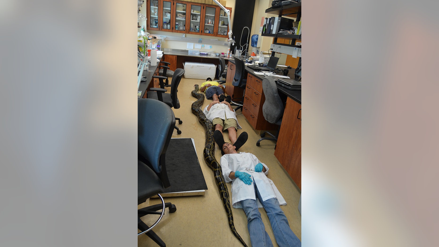 University of Florida scientists line up next to the record-breaking snake