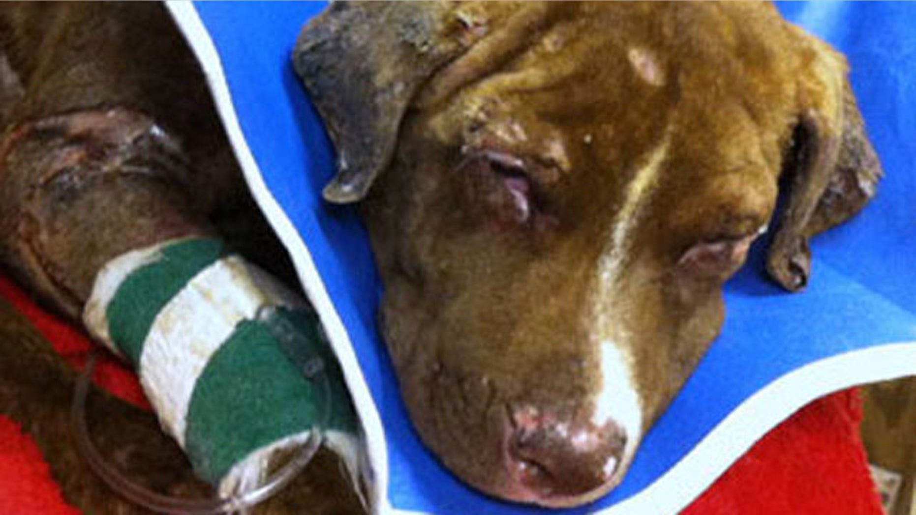DFW Rescue Me is caring for the Labrador terrier mix they've named Justice.