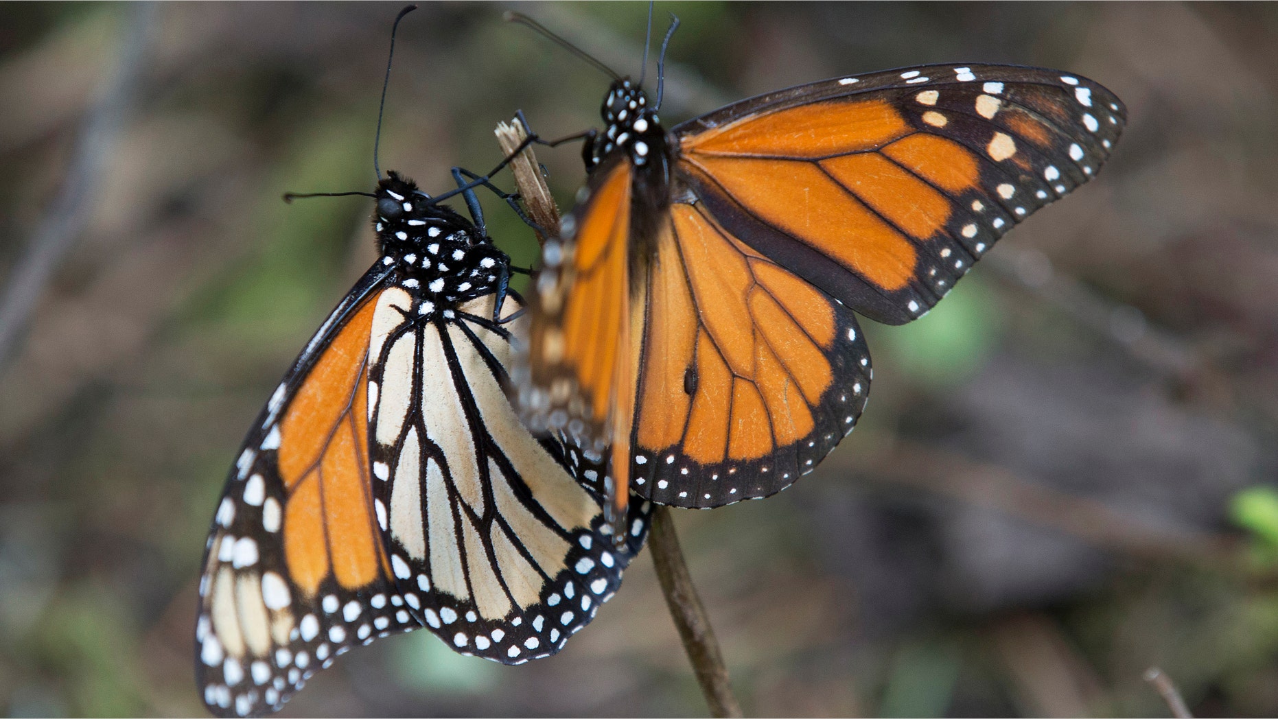 FILE - In this Jan. 4, 2015 file photo, Monarch butterflies perch on a twig at the Piedra Herrada sanctuary, near Valle del Bravo, Mexico. The number of Monarch butterflies that reached wintering grounds in Mexico has rebounded 69 percent from last yearâs lowest-on-record levels, but their numbers remain very low, according to a formal census by Mexican environmental authorities and scientists released Tuesday, Jan. 27, 2015. (AP Photo/Rebecca Blackwell, File)