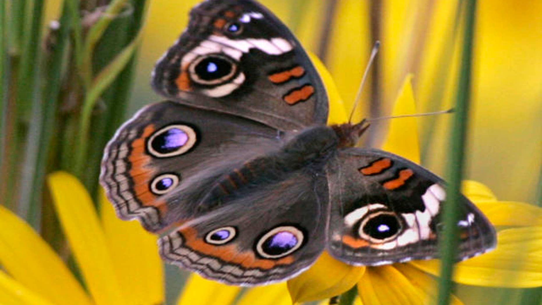 Oct. 10, 2007: A buckeye butterfly rests among the wild flowers as he feeds on the plant's nectar, in Hosford, Fla.