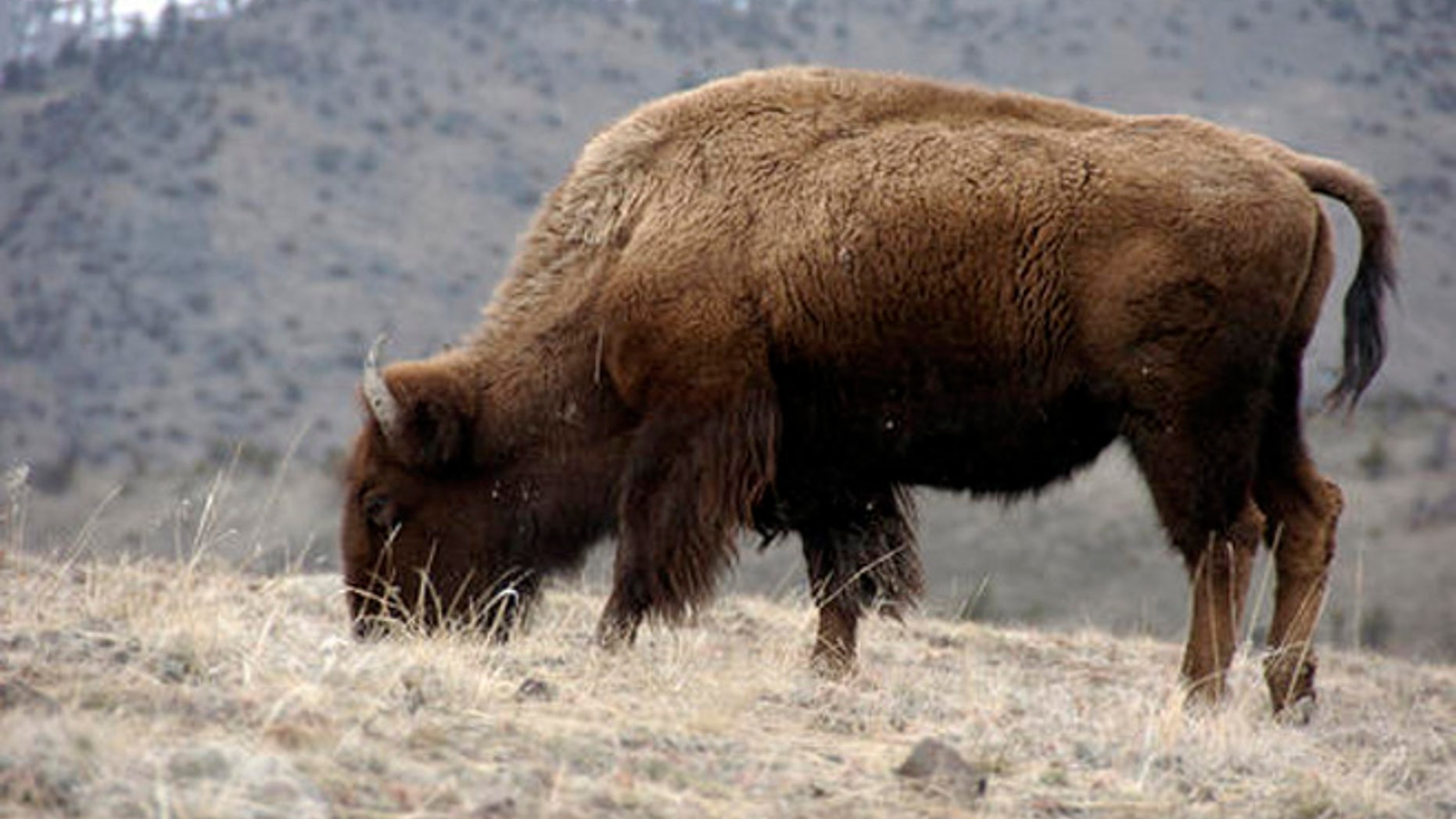 A bison grazes in Yellowstone National Park near Gardiner, Mont., in this March 9, 2016 photo.