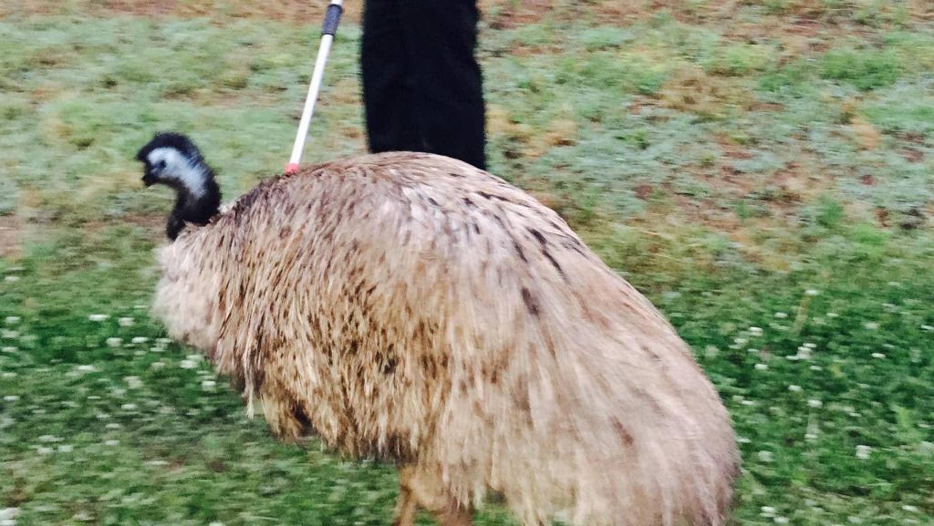 In this photo provided by the Douglas County (Ga.) Sheriff’s Office, a handler holds on to an emu that wandered onto Interstate 20 west of Atlanta and slowed traffic, Tuesday morning, May 19, 2015. Authorities said the bird escaped from a private owner’s property. (Alex Roman/Douglas County Sheriff’s Office via AP)
