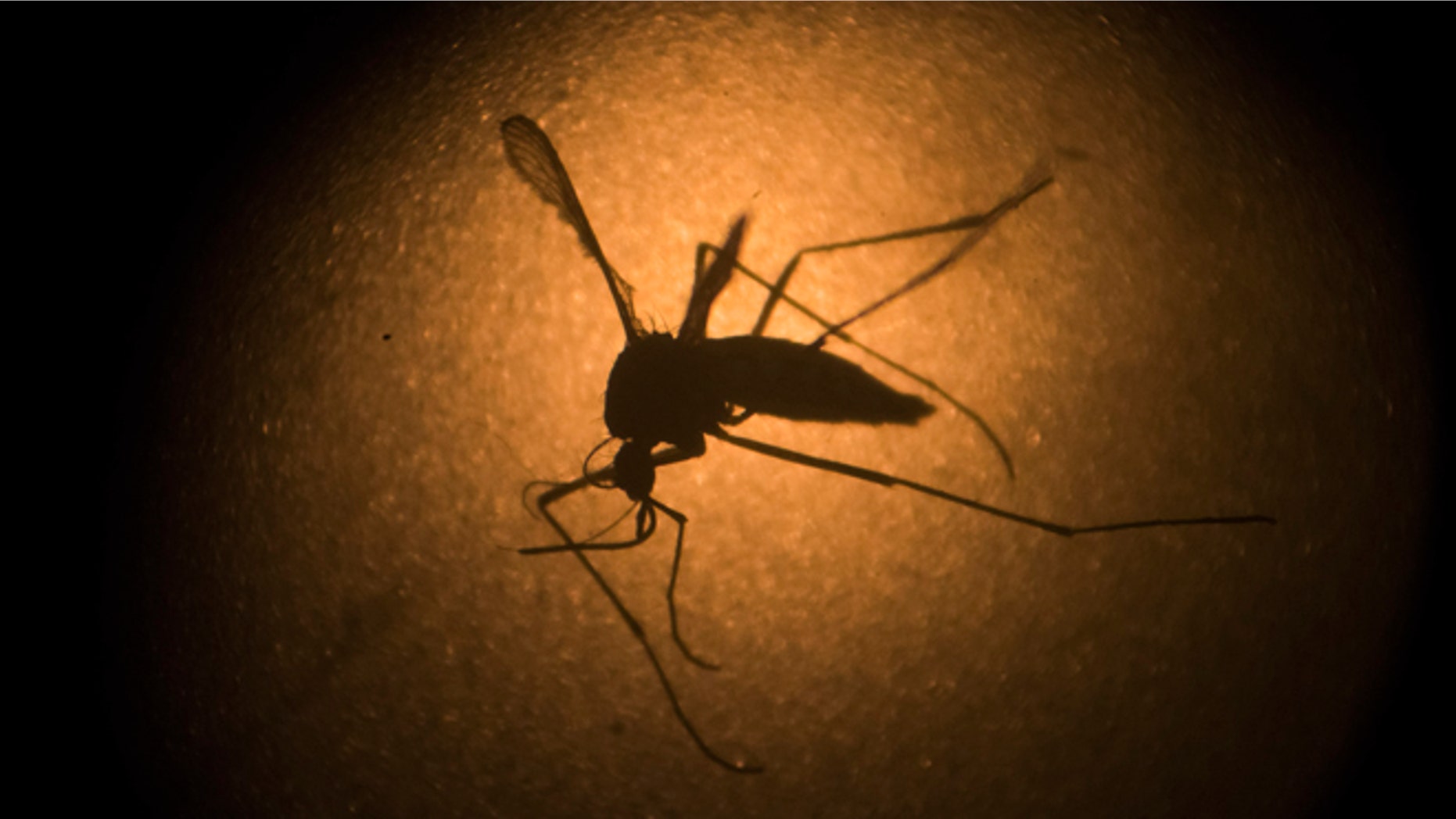 FILE - In this Jan. 27, 2016, file photo, an Aedes aegypti mosquito is photographed through a microscope at the Fiocruz institute in Recife, Pernambuco state, Brazil. The mosquito behind the Zika virus seems to operate like a heat-driven missile of disease. Scientists say the hotter it gets, the better the mosquito that carries Zika virus is at transmitting a variety of dangerous illnesses. (AP Photo/Felipe Dana, File)