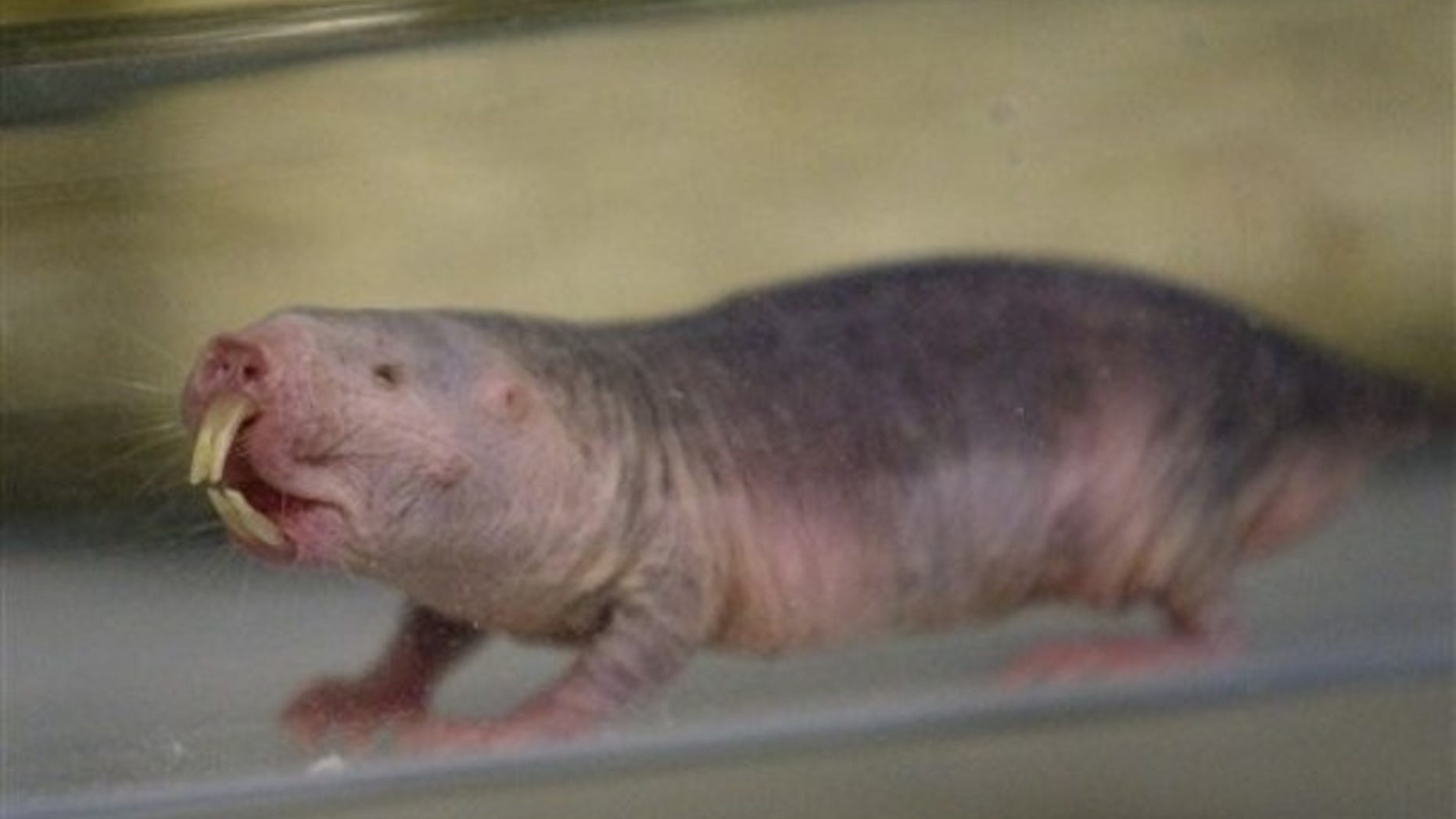 In this Oct. 21, 2009 photo, an older naked mole rat is shown at the Barshop Institute at the UT Health Science Center in San Antonio. Naked mole rats are becoming more popular in research laboratories, where the seemingly invulnerable rodents have surprised scientists with their ability to live up to 30 years and their potential to offer insights into human health. They're being used to study everything from aging to cancer to strokes. (AP Photo/Eric Gay)