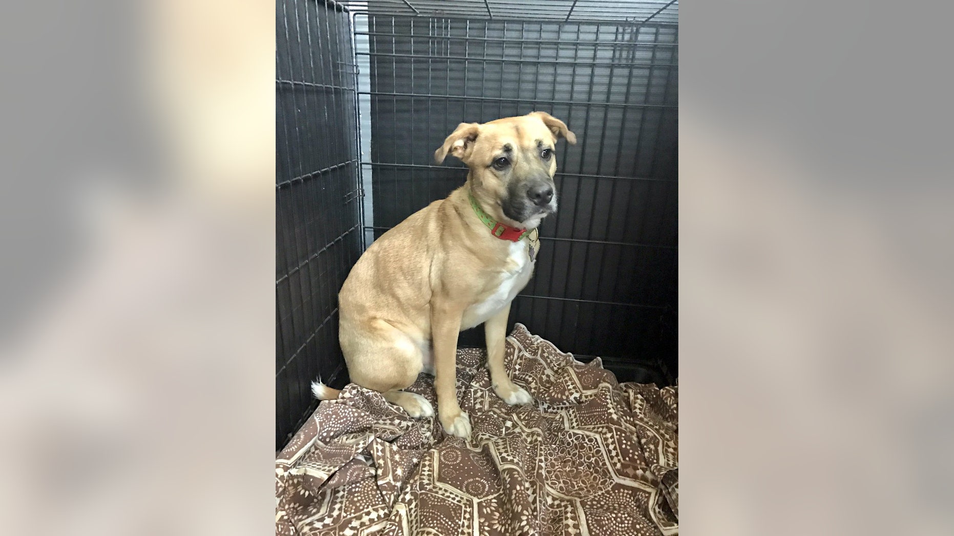 Two-year-old Shephard/Pit Bill mix Jack, who reportedly woke up his family to escape fire.
