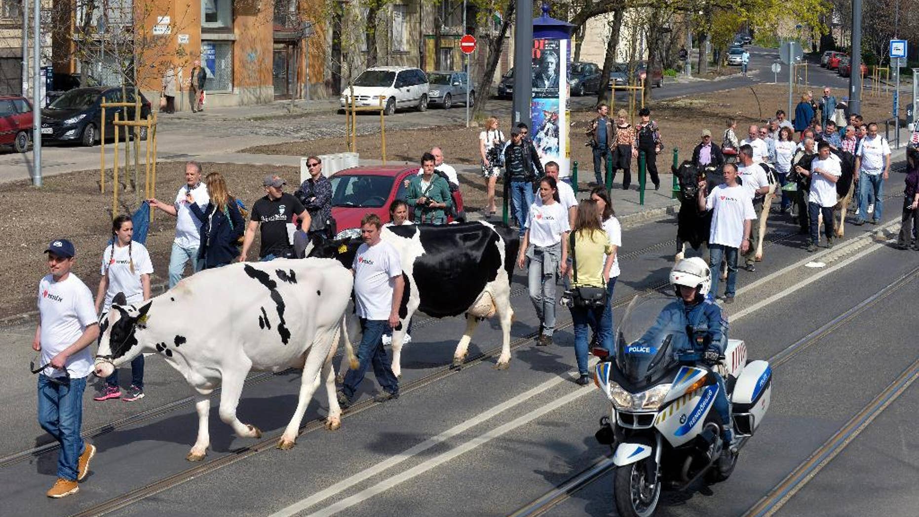 Participants of the dairy farmers demonstration march with their cows in the Becsi Street on their way towards the National Tax and Customs Officein Budapest, Hungary, Monday, April 4, 2016. They protested against cheap imports and tax evasion which they say are destroying fair competition and blocking their access to local markets. (Zoltan Mathe/MTI via AP)