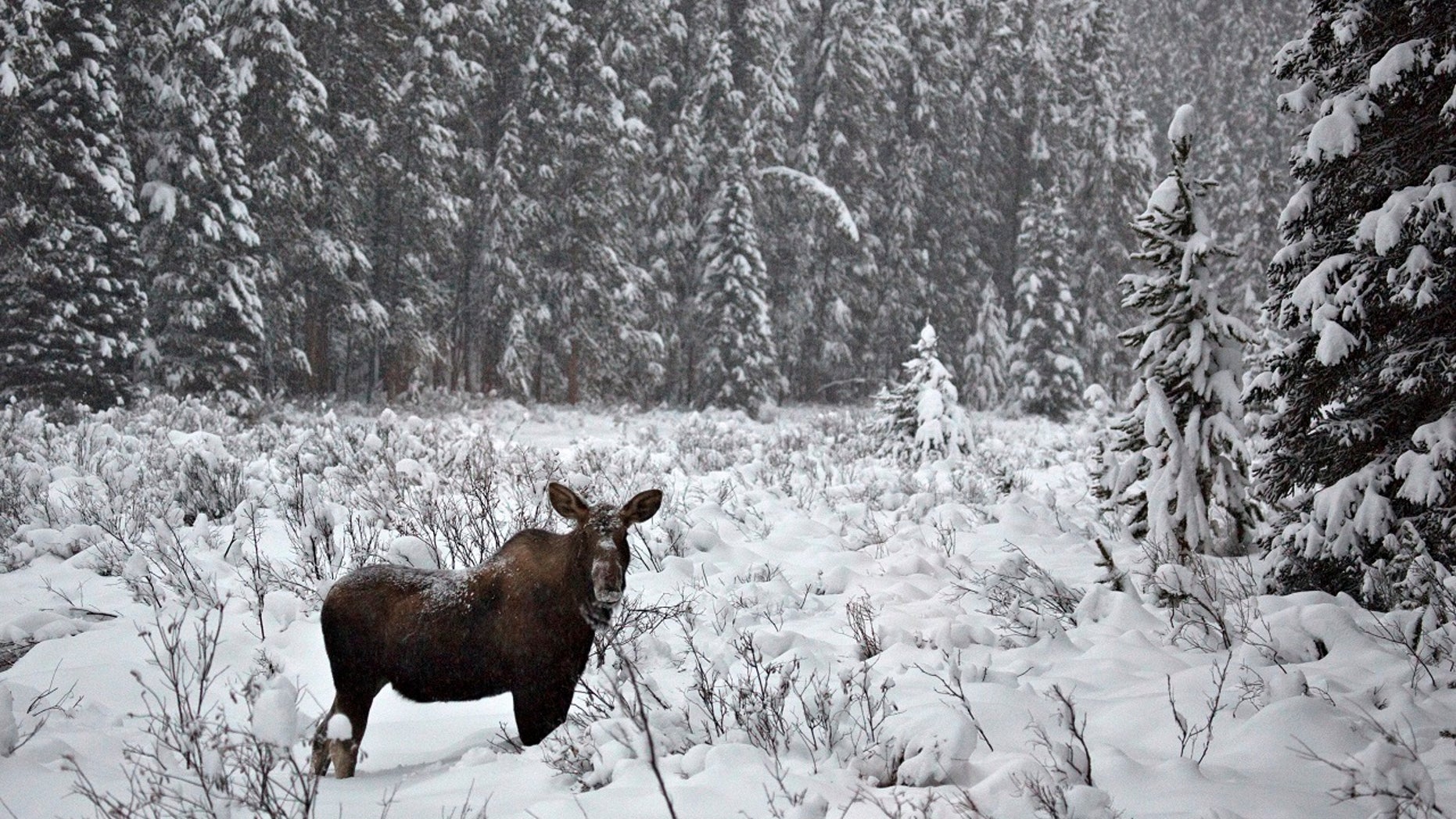 A moose kicked a man’s foot last week in Alaska -- after he’d already given it a kick, KTVA-TV reports.